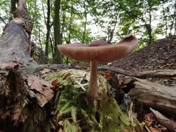 Paddestoelen Kennedy bos Kortrijk (België)